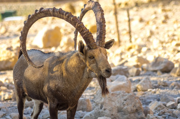 Mountain goat close up, big horn. The head horns large.