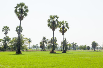 Palms in green rice plant