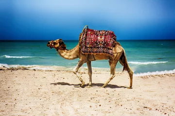 Papier Peint photo Lavable Chameau camel