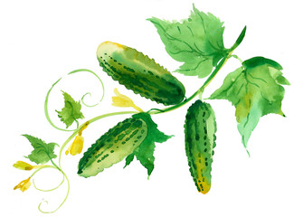 Watercolor cucumbers