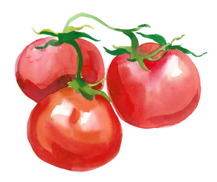 Watercolor tomatoes