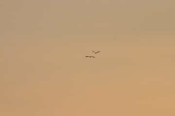 Birds in flight at sunset background