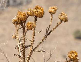 Dry prickly plant, thistle, close-up,