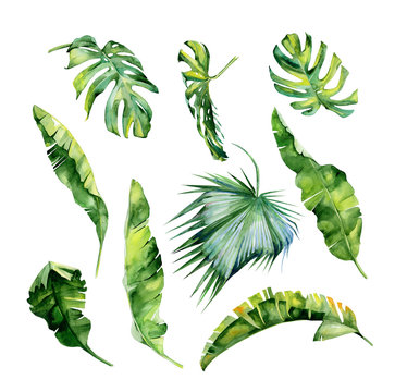Watercolor illustration of tropical leaves, dense jungle. Hand painted. Banner with tropic summertime motif may be used as background texture, wrapping paper, textile or wallpaper interior design 