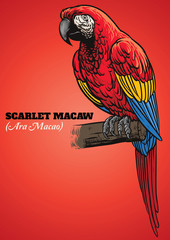 Scarlet macaw parrot © bazzier