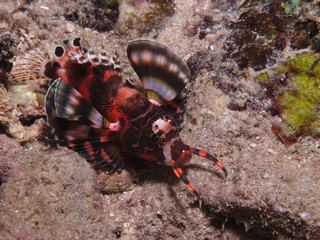 Two-Eyed Lion fish