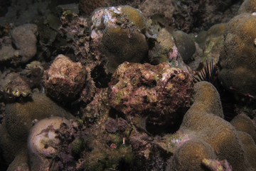 Devil Scorpionfish beautifully camouflaged with the coral reef