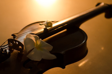 Plumeria put on a beautiful violin chic dream. Cut the orange light of the morning light shine,...