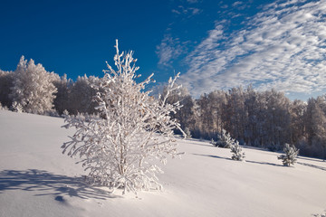 Birch tree covered with hoarfrost