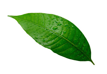 Mango leaf with water drop isolated on white background