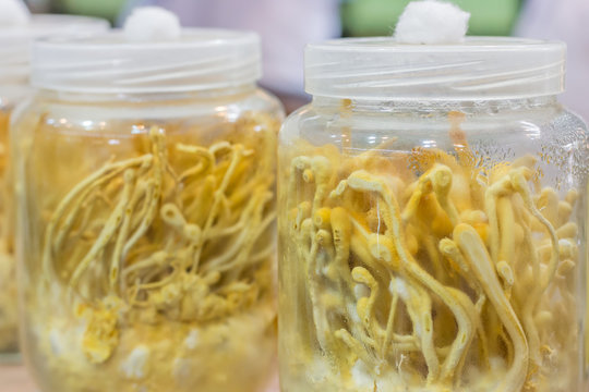 Cordyceps militaris