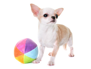 puppy chihuahua in studio