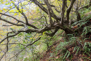 Autumn trees in the forest