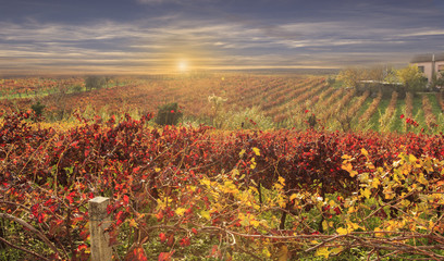 colorful autumn vineyards at sunset