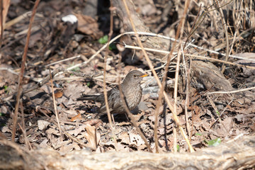 portrait of a fieldfare