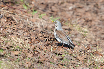 Portrait of a fieldfare