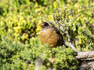 Falkland thrush, Turdus f. faclandii, is a local endemic species, Carcass, Falklands / Malvinas