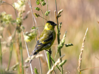 male Carduelis barbata, Black sinned siskin, Carcass Island, Falkland-Malvinas