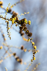 branch with buds