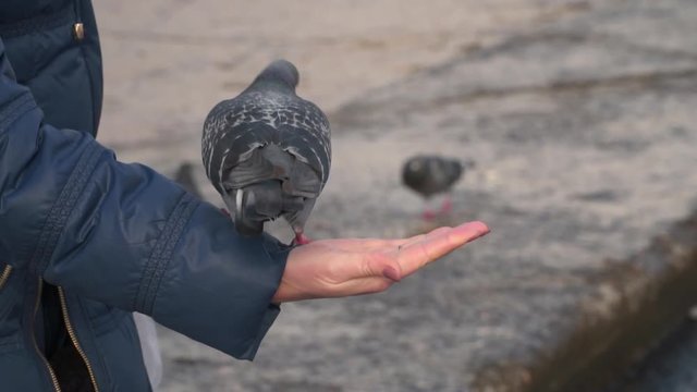 The hand of a woman on which a pigeon walks. Slow motion,high speed camera
