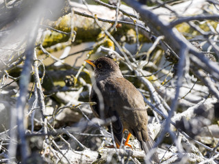 Falkland thrush, Turdus f. faclandii, is a local endemic species, Carcass, Falklands / Malvinas