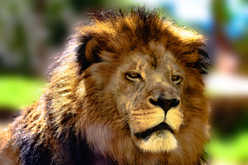 African lion face