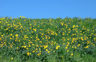 Osterglocken auf einer Deichkrone in Ostfriesland,Nordsee,Deutschland