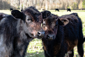 Fototapeta premium Two black calves