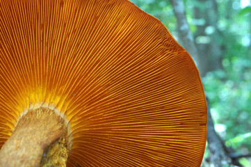 Omphalotus olearius or orange jack o lantern mushroom gills, toxic mushroom