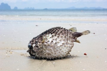 Close up dead Puffer fish on a beach