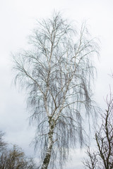 Fototapeta na wymiar isolated tree branches on white