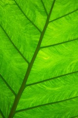 Underside of Tropical Rainforest Leaf