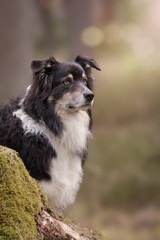 Hund zu Ostern im Wald