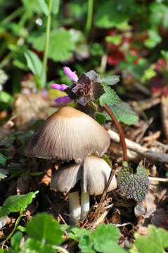 Wild mushroom Coprinellus domesticus, Group of mushrooms growing under a spring flowers