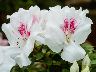 Inflorescence a lovely white flower with red dotsof a Azalea. Rhododendron starlight (starlite).