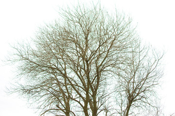 Fototapeta na wymiar isolated tree branches on white