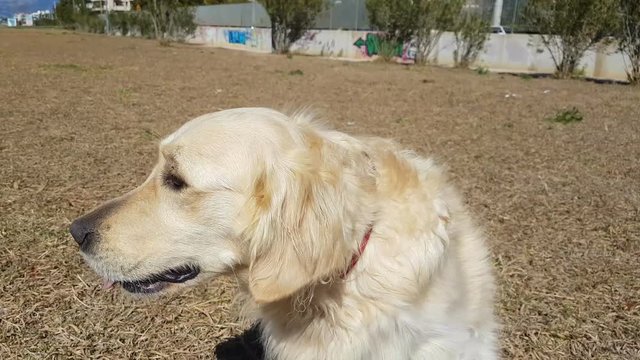 Golden retriever dog doing tricks with a stone on her head.
