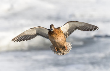 Mallard