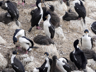 Fototapeta premium Imperial Shag, Phalacrocorax atriceps, fed their chick, Carcass, Falklands / Malvinas