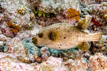 Puffer fish black white spotted close up