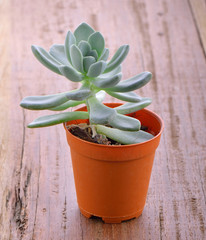 mini cactus  on wooden background