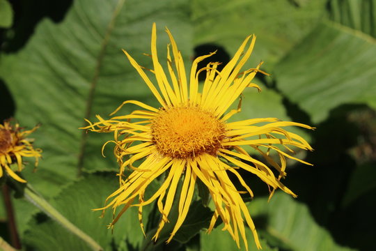 Yellow "Giant Fleabane" flower (or Giant Inula) in St. Gallen, Switzerland. Its Latin name is Inula Magnifica, native to Caucasus.