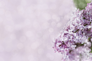 Spring flowering lilac with on blurred background