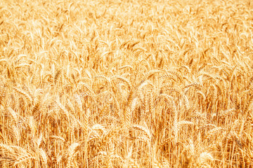 Gold wheat field and blue sky