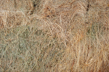 Texture hay closeup in color. Fodder for livestock and construction material.