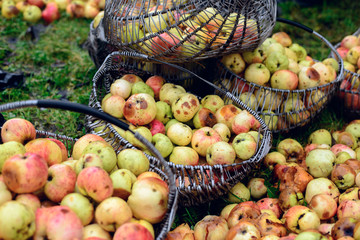 baskets with apples