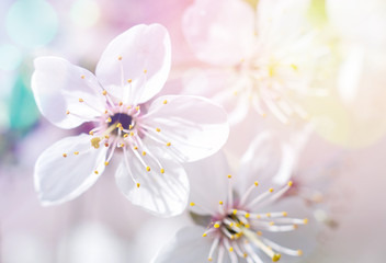 Beautiful flowers of the blossoming cherry tree in the spring time/The Cherry Blossom