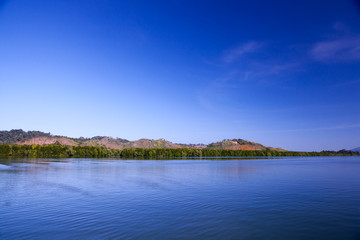 Fototapeta na wymiar mangrove tree on the island view from sea