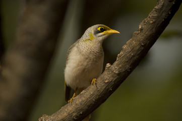 noisy miner bird