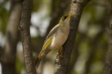 noisy miner bird
